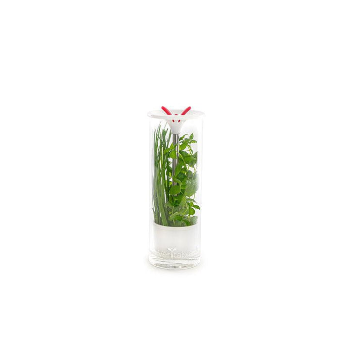 NEW Veritable Glass Herb Keeper - HAUSwares