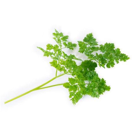 Veritable Lingot - Chervil