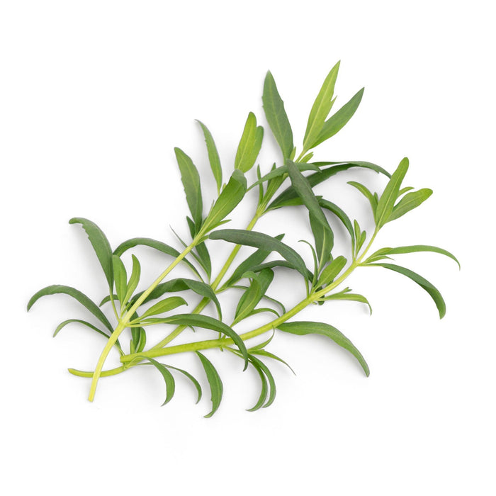 Veritable Lingot Hyssop - HAUSwares
