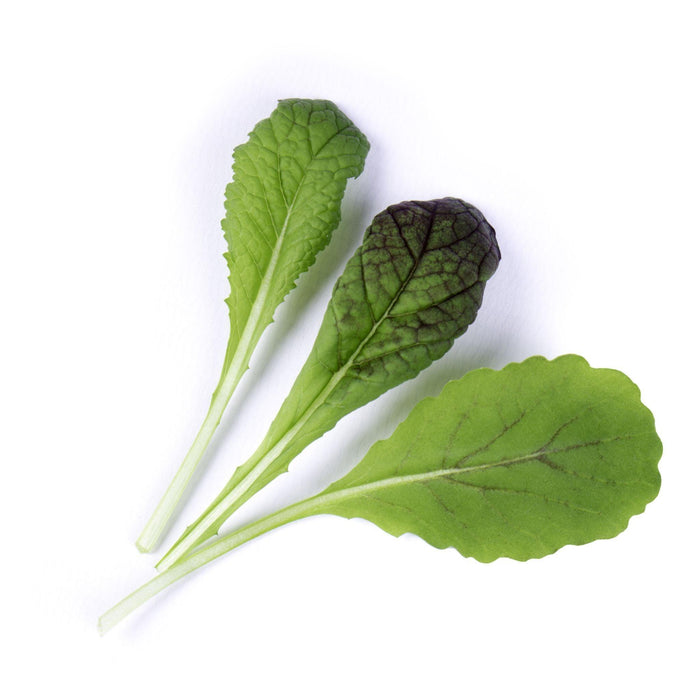 Veritable Lingot Red Giant Mustard - HAUSwares