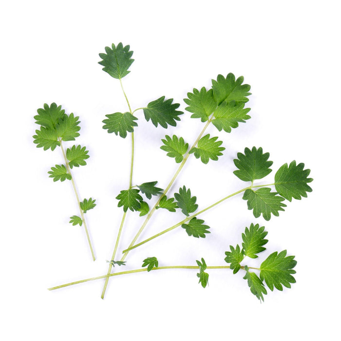 Veritable Lingot Salad Burnet - HAUSwares