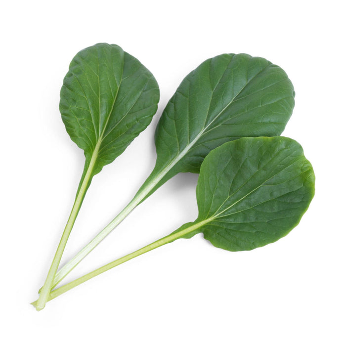 Veritable Lingot Tatsoi - HAUSwares