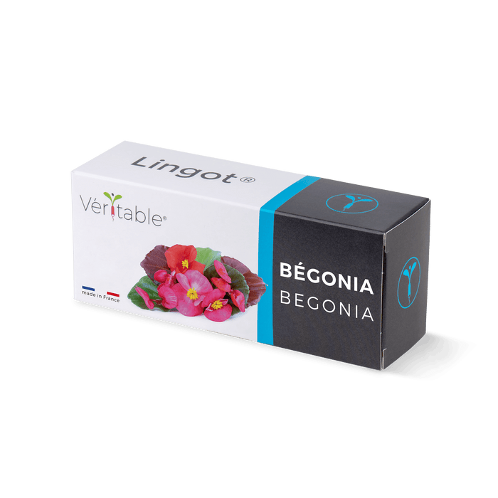 NEW Veritable Lingot Begonia - HAUSwares