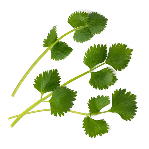 NEW Veritable Lingot - Green Anise - HAUSwares