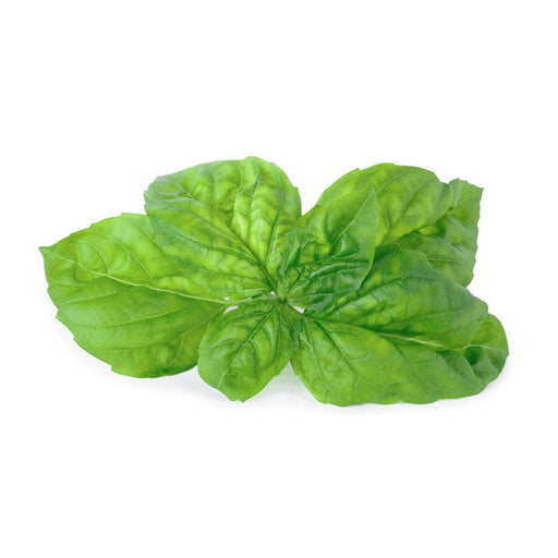 NEW Veritable Lingot Mammoth Basil - HAUSwares