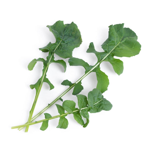 Veritable Lingot Arugula - HAUSwares