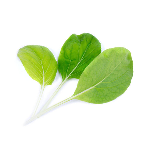 Veritable Lingot Bok Choi - HAUSwares