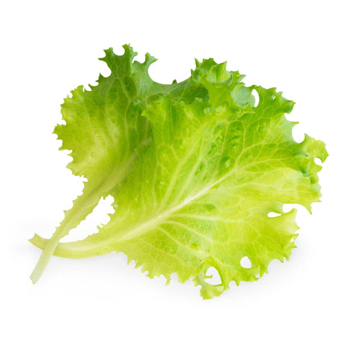 Veritable Lingot Butterhead Lettuce - HAUSwares