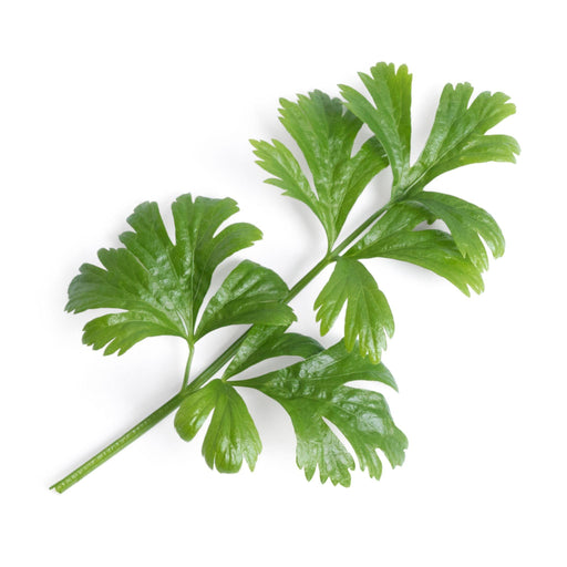Veritable Lingot Celery - HAUSwares