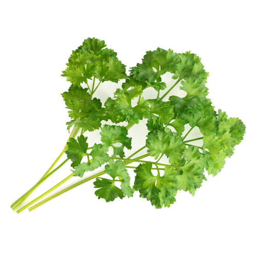 Veritable Lingot Curly Parsley - HAUSwares