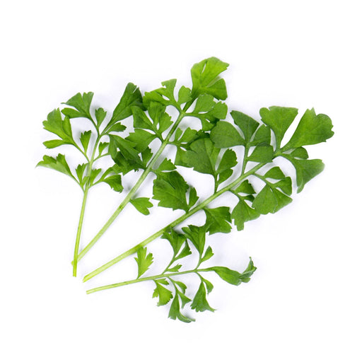 Veritable Lingot Garden Cress - HAUSwares