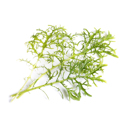 Veritable Lingot Golden Frill Mustard - HAUSwares