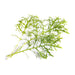 Veritable Lingot Golden Frill Mustard - HAUSwares