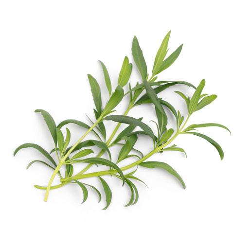 Veritable Lingot Hyssop - HAUSwares