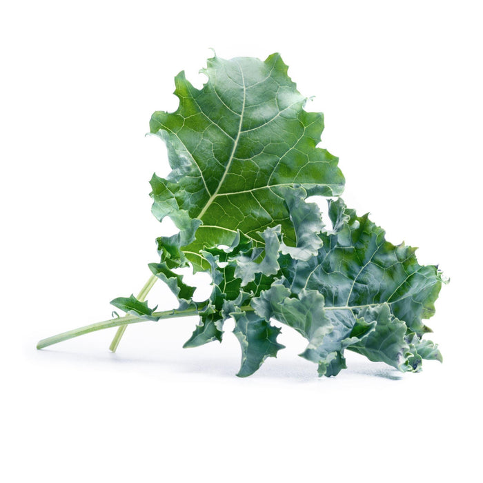 Veritable Lingot Kale - HAUSwares