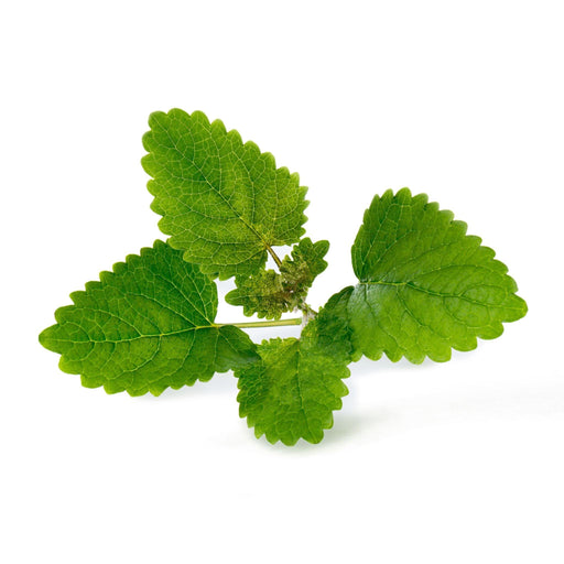 Veritable Lingot Lemon Balm - HAUSwares