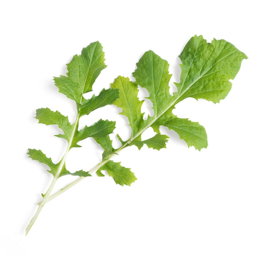 Veritable Lingot Namenia - HAUSwares