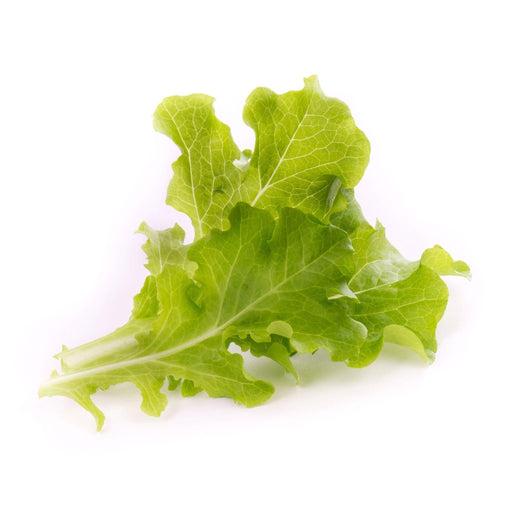 Veritable Lingot Oakleaf Lettuce - HAUSwares