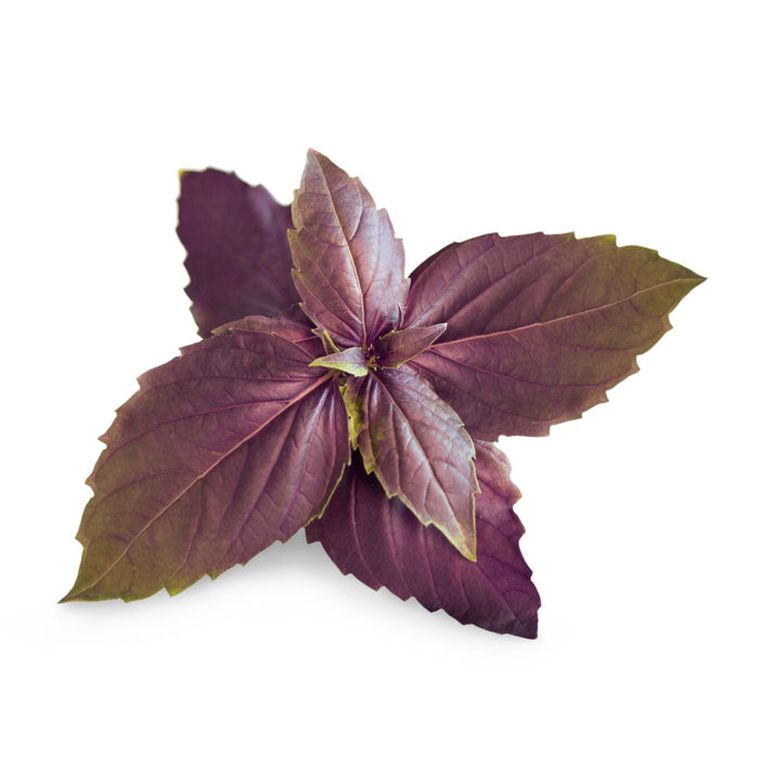 Veritable Lingot Purple Basil - HAUSwares