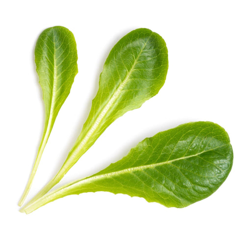 Veritable Lingot Romaine Lettuce - HAUSwares