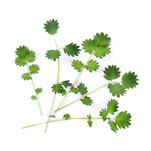 Veritable Lingot Salad Burnet - HAUSwares