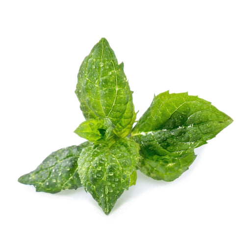 Veritable Lingot Spearmint - HAUSwares