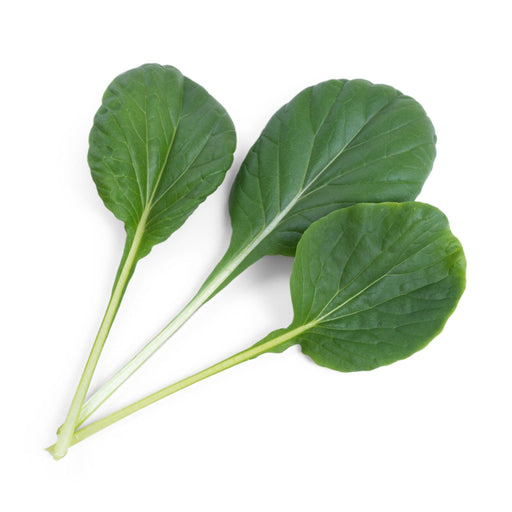 Veritable Lingot Tatsoi - HAUSwares