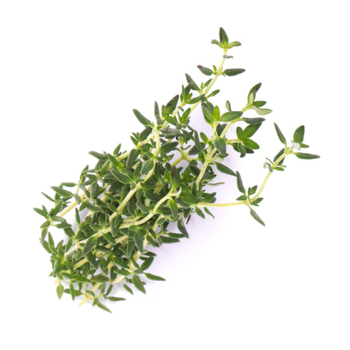 Veritable Lingot Thyme - HAUSwares