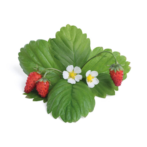 Veritable Lingot Wild Red Strawberry - HAUSwares