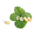 Veritable Lingot Wild White Strawberry - HAUSwares